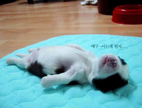 親,我想多睡一小時(shí)……