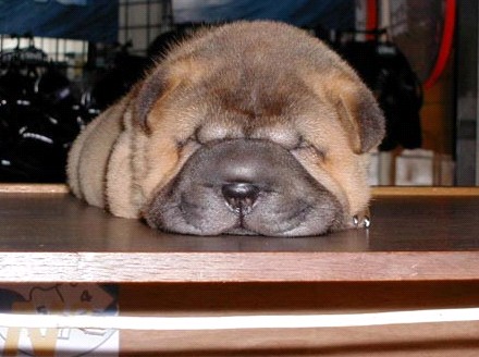 親,我想多睡一小時(shí)……