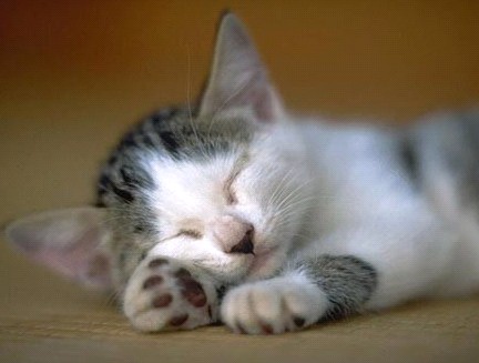 親,我想多睡一小時(shí)……