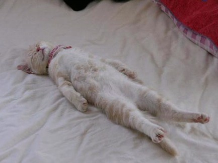 親,我想多睡一小時(shí)……