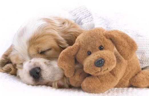 親,我想多睡一小時(shí)……