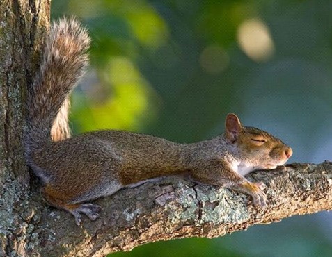 親,我想多睡一小時(shí)……