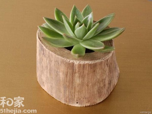 回歸自然 樹木造型的裝飾花盆(三)