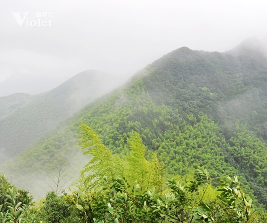 紫羅蘭市場部登山拓展敘寫永不放棄的團(tuán)隊(duì)精神