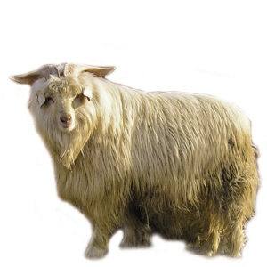 仿冒羊絨纖維 高價未必是真貨