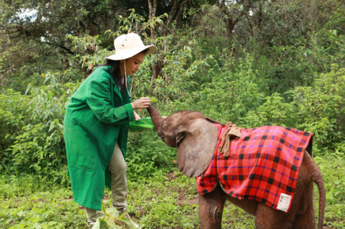 李冰冰出演"變四"引熱議非洲認(rèn)養(yǎng)幼象