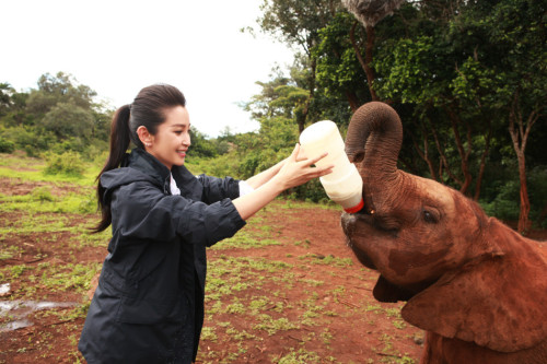 李冰冰出演"變四"引熱議非洲認養幼象