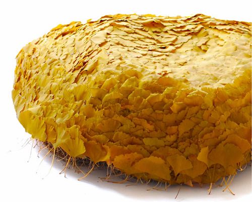 有生命的銀杏沙發