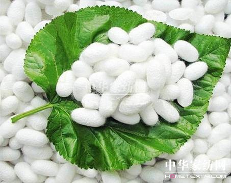 蠶絲物語紫羅蘭家紡為您訴說