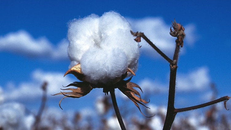 家紡面料介紹——棉