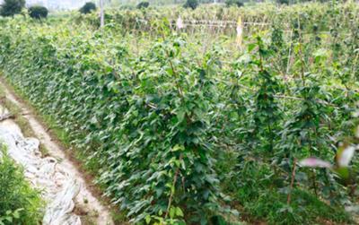 夢潔家紡建百畝有機生態農莊讓員工吃上放心餐