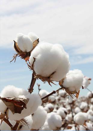 歐派家紡:埃及棉,聚集火一樣的熱度