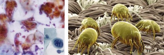 紫羅蘭家紡:凈入睡眠,可以睡的益生菌