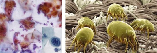 凈入睡眠,賴上Violet生機家紡