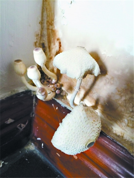 堂皇生活:家居用品除濕,過(guò)個(gè)“干爽”梅雨季