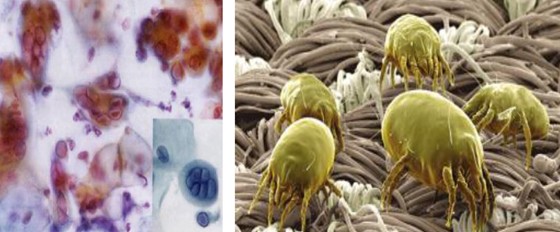 紫羅蘭生機家紡——解密健康睡眠