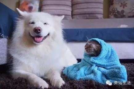 ԡëԌëҲv