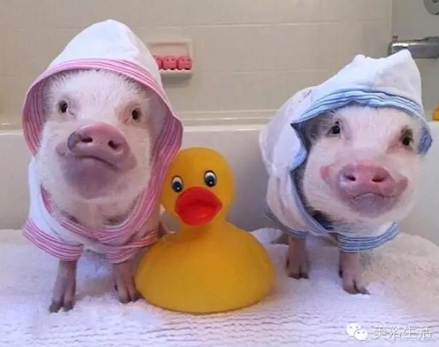 ԡһlԡ͎o㲻ԶҸ