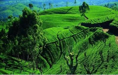 博洋嬰童:純天然乳膠枕讓睡眠回歸本質(zhì)