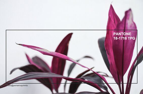 ҃ȼƷOӋƫ2019ﶬɫʼt